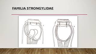 Tema 8 Orden Strongylida parte 1 [upl. by Gail]