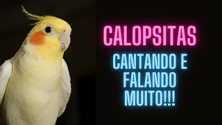 Calopsitas Cantando e Falando [upl. by Obbard]