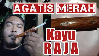 Agatis merah mirip gading lawasan  Tutorial bikin pipa kayu agatis agatis kayunaga kayuraja [upl. by Nuhsar]