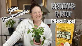 Pilea Pups Remove amp Pot Propagating Pilea Peperomioides [upl. by Uziel33]