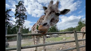 Vi besöker Kolmården och matar giraffer [upl. by Anelak]