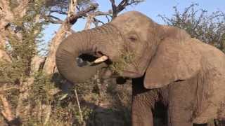 Sound of the African Bushveld Elephants  AFRICAN WILDLIFE [upl. by Bornstein]