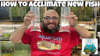 How To Safely Add New Fish To Your Tank [upl. by Robbyn94]