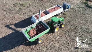 Kansas Sorghum Harvest Update  Kevin Harris Abilene [upl. by Shanahan]