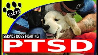 Top 5 Service Dog Breeds for People with PTSD  Dogs 101 [upl. by Perzan]