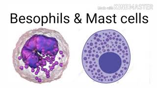 Function of Basophils and mast cell in hindi [upl. by Pretrice953]