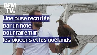 L’hôtel Martinez recrute une buse pour faire fuir les pigeons et les goélands [upl. by Wolfie]