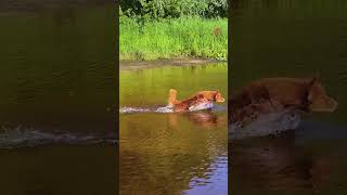 Hero Dog Steps In When Girl’s Ball Ends Up in the Water shorts [upl. by Lettie]