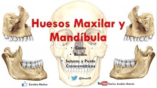 Anatomía  Huesos Maxilar y Mandibula Caras Bordes Inserciones Musculares [upl. by Bergerac406]