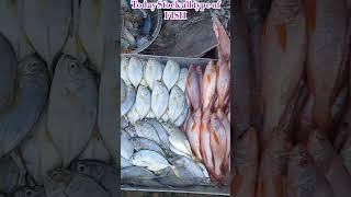 Today Stock 9 Nov2024 fish fishing fishmarket fishcooking tranding shorts viralvideo video [upl. by Yelsel]