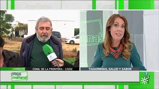 Tagarninas de Las Virtudes de Conil en Vaya Mañana de Canal Sur [upl. by Atiniv]