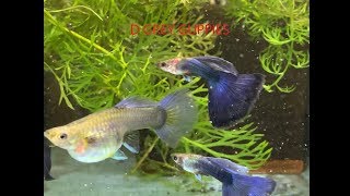 Step by Step Guide to Successfully Raise Fancy Guppies [upl. by Trixy]