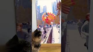 Cat reaction to 😱When the turkeys fight back 🦃💀😲Skibidi Toilet Song thanksgiving shorts monsters [upl. by Bolen]