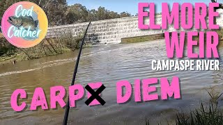 Catching Carp at Elmore Weir on the Campaspe River [upl. by Yadrahc]