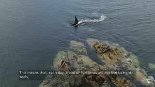 Orca in Shetland and Orkney [upl. by Naillik]