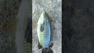 உலகிலேயே மிக எளிதாக பிடிக்க🎣🐟 முடிந்த மீன்  Catch amp Cook [upl. by Azriel911]