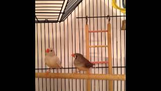 Zebra Finch Sounds beeps amp peeps [upl. by Odnaloy616]