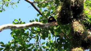 Montezuma Oropendola Colony Nesting at La Selva Biological Station Costa Rica [upl. by Darren]