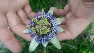 Passionsblume vermehren durch Ableger Steckling maracuja passifloragarden passiflora [upl. by Leandro]