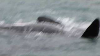 Southern Right Whales Mating  Walker Bay [upl. by Ahtibbat359]