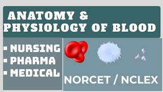 Anatomy and Physiology of blood  Nursing  Medical  NORCET  NCLEX [upl. by Ahseena]