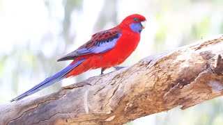 Australian Parrots Crimson Rosella Platycercus elegans [upl. by Delora]