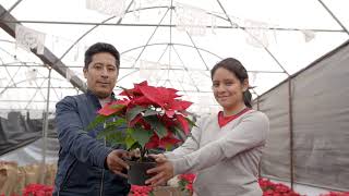 Nochebuena orgullo del campo mexicano [upl. by Nodrog]