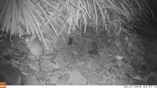 Wild Chinchilla Juvenile Bathing 2018 06270141 [upl. by Fabozzi188]