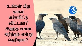 உங்கள் மீது காகம் எச்சமிட்டு விட்டதா அதற்கு என்ன அர்த்தம் என்று தெரியுமா  Tamil TV [upl. by Sunday]