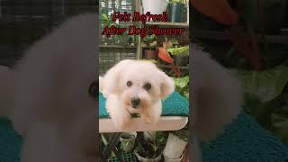 Felt Refresh After Dog Shower allpetmatters dog shorts trending viral cute [upl. by Esdnil]