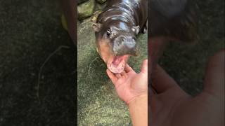 दुनिया का सबसे छोटा Hippo  Pygmy Hippo By Wild Adventures [upl. by Radferd282]