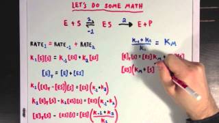 Steady States and the Michaelis Menten Equation [upl. by Mcgraw]