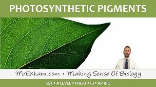 Photosynthesis  Photosynthetic Pigments  Post 16 Biology A Level PreU IB AP Bio [upl. by Harriot631]