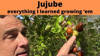 INTRO to Jujube tree fresh Jujube fruit pruning and Jujube fruit benefits garden [upl. by Cressida513]