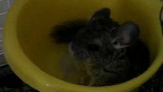 Baby Chinchillas First Dust Bath [upl. by Bryner318]