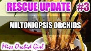 Rescuing Miltoniopsis  Update 3  Dying Orchid [upl. by Ahsinet]