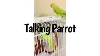 Malayalam Talking Parrots Chikku💚kuku ആരും കൊതിച്ചു പോകും ഇങ്ങനെ ഒരു തത്തയെ കിട്ടാൻtalkingparrot [upl. by Ekle]