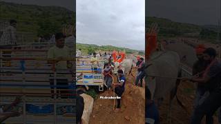 Entry of control less kajal in janakampalli race subscribe viralvideovillagecreatingbulls [upl. by Agbogla]