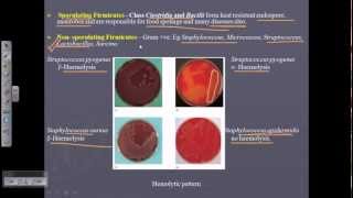 Bergeys Manual Vol 3  sporulating and nonsporulating bacteria [upl. by Helena259]