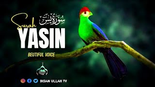 So Relaxing Voice of Surah Yasin  سورت یاسین  Heart Melting Reciation  ihsan ullah tv [upl. by Quint]