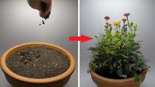 Growing Flowers Time Lapse  47 Days [upl. by Enailuj]