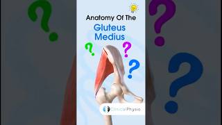 Gluteus Medius Anatomy anatomy physiotherapy physicaltherapy gluteusmedius [upl. by Tse356]