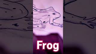 Diagram of frog [upl. by Nosrej84]