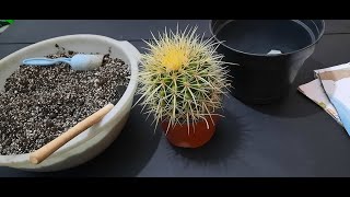 Transplante de Echinocactus Grusonii [upl. by Oinotla891]