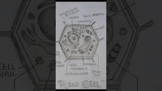 Plant Cell Diagram Easy Drawing  Class 9 Biology  Step by step demonstration 😇😊 [upl. by Azaleah449]