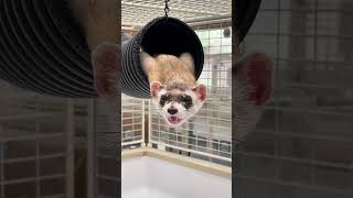 Blackfooted Ferret Yawning Compilation [upl. by Thebazile]