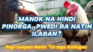 MANOK NA HINDI PINORGA PWEDI BA NATIN ILABAN chickenbreeding chickenfarming [upl. by Cas]