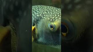 Chelonodontops bengalensis  super rare pufferfish [upl. by Henig]