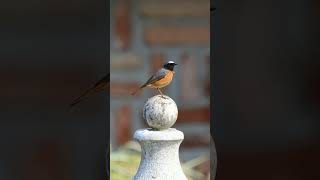 Common Redstart Phoenicurus phoenicurus in Chat Family  Observed in Description [upl. by Akiemehs]