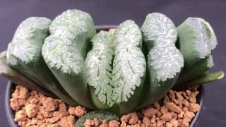 Haworthia truncata Collection  How to grow these succulents and Haworthia varieties [upl. by Heger967]